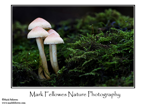 Mushrooms and moss